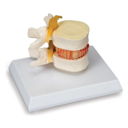 ANATOMY